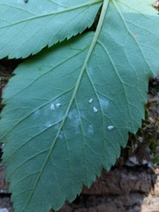 Aleyrodes proletella