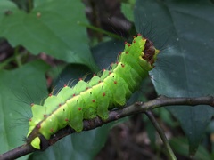 Antheraea formosana