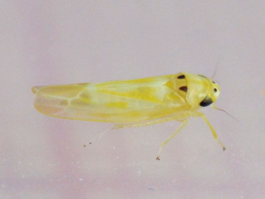Japanese grape leafhopper