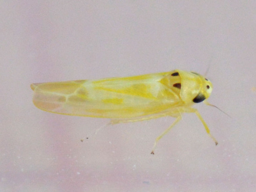 Japanese grape leafhopper