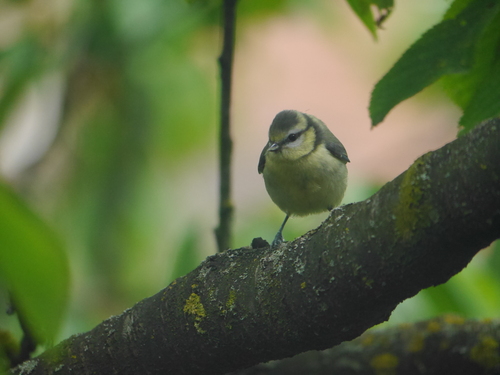 Mésange bleue, jeune