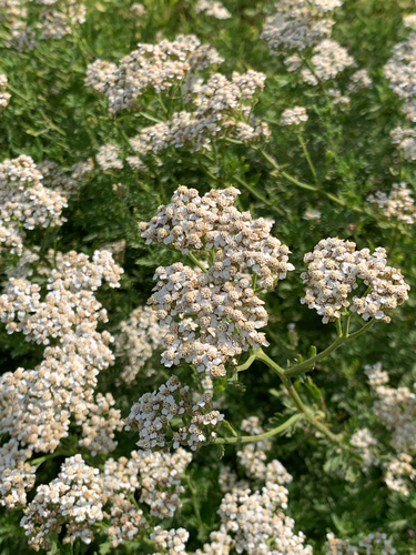 Southern Yarrow (Achillea ligustica)