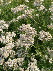 Southern Yarrow (Achillea ligustica)