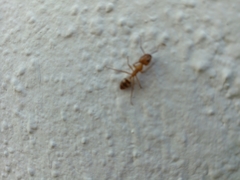 Camponotus conspicuus