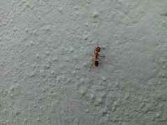 Camponotus conspicuus