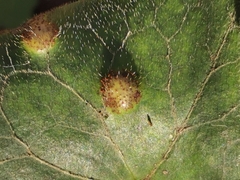Puccinia asarina