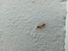 Camponotus conspicuus