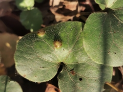 Puccinia asarina
