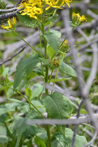 Senecio hercynicus, photograph 2