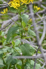 Senecio hercynicus, photograph (c) Petr Harant, some rights reserved (CC BY)
