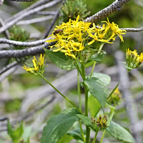 Hercynian Ragwort (Senecio hercynicus)