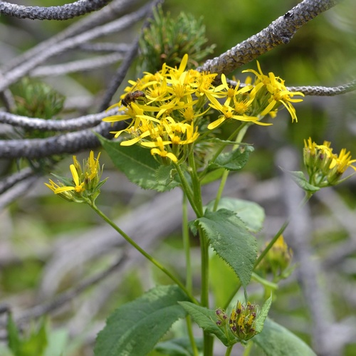 Senecio hercynicus, photograph 3