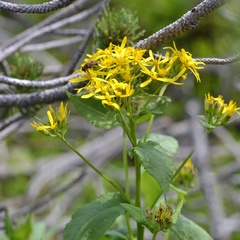 Senecio hercynicus, photograph (c) Petr Harant, some rights reserved (CC BY)