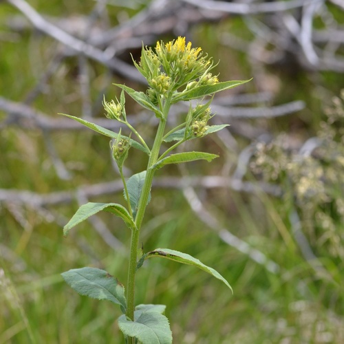 Senecio hercynicus