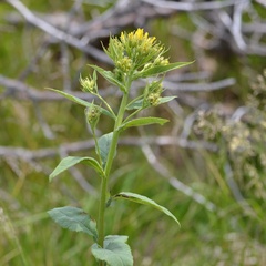 Senecio hercynicus