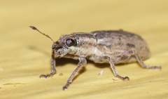 Sitona discoideus