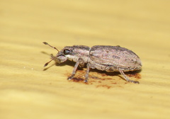 Sitona discoideus