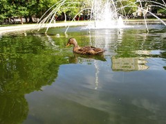 Anas platyrhynchos