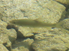 Luciobarbus sclateri