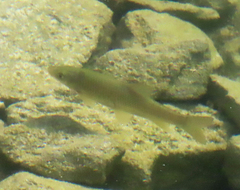 Luciobarbus sclateri