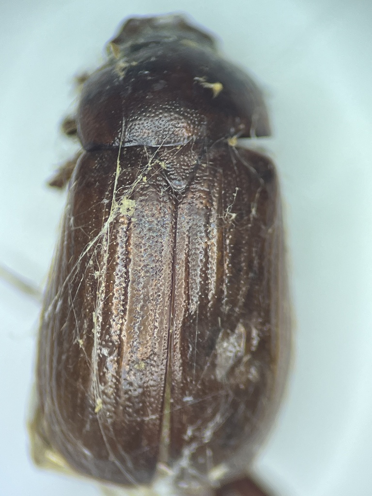Serica serotina