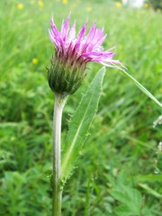 Cirsium dissectum