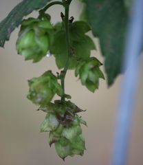 Humulus lupulus