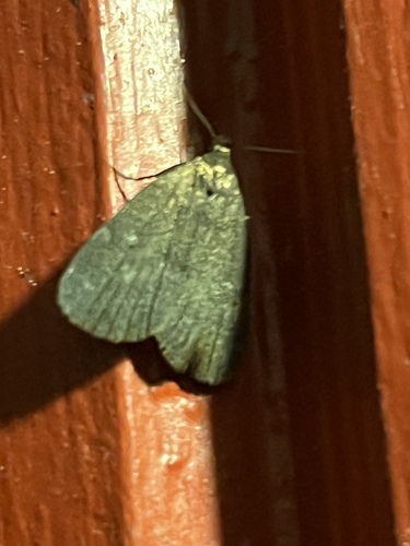 Rotund Idia Moth photo 4