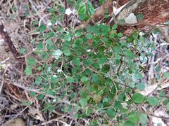 Melicytus micranthus