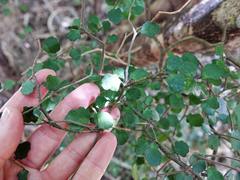 Melicytus micranthus