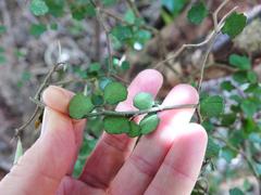 Melicytus micranthus