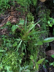 Tillandsia fasciculata