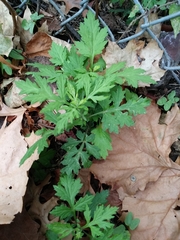 Artemisia vulgaris