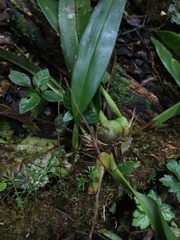Maxillariinae