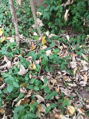 Tracheophyta
