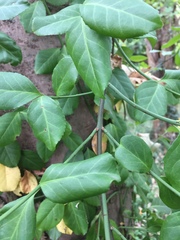 Tracheophyta