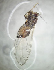 Bactericera cockerelli