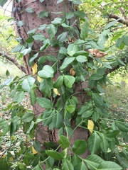 Tracheophyta