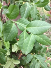 Tracheophyta