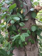 Tracheophyta