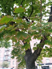 Acer