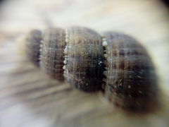 Choanopomops largillierti