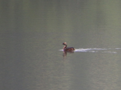 Horned Grebe