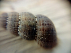 Choanopomops largillierti