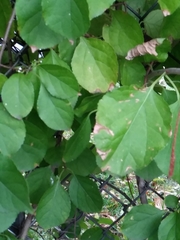 Celastrus orbiculatus
