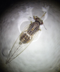 Bactericera cockerelli