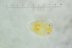 Bactericera cockerelli