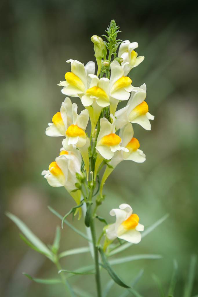 Linaria vulgaris — a medium houseplant, prefers full sun light