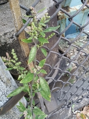 Chenopodium album