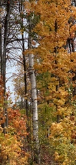 Populus